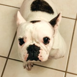 Jade Fontes Sobral de Oliveira