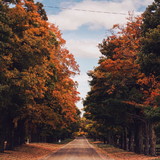 Maria Carolina Gonçalves Lima