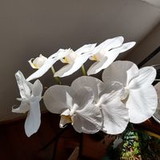 Elizabete Sanches Rocha