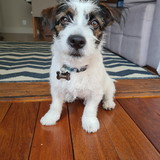 Victor Scarin Zechinato