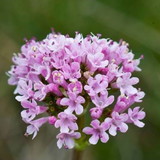 Valeria Bittencourt Santana