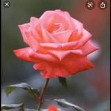 VANESSA DANIELLE NASCIMENTO VICTOR