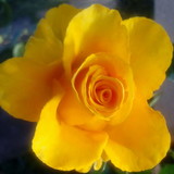 marcely da silva gisleri