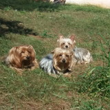 HELENA PANHAN mingoia