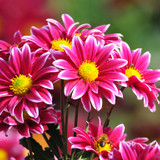 Adriana Labiapari dos Santos