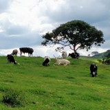 Marcio Marques de Carvalho