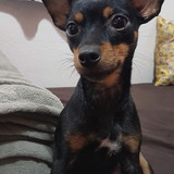 Marília Moraes de Araujo