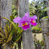 Leonor Alice Bonan Maier