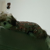 Lairce Perazolo Mota