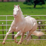 Rebeca Correia C Oliveira