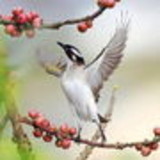 Manoela Pirani Jorge