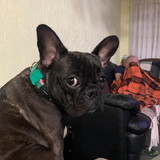 Antonio Henrique Pappert Bobrick