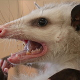 Bruna Zanão Balthazar