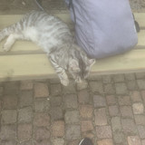 Ana Carla Adorno Costa