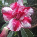 Maria Ivanilde Barbosa Freitas