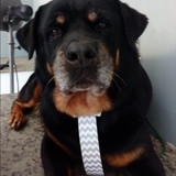 Marcia Paiva Pereira