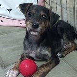 Luciana de Oliveira Boaretto Seabra