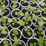 Neiane Oliveira Sampaio