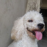 Claudiel Araújo silva