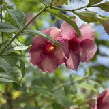 Maria Aparecida Mendes