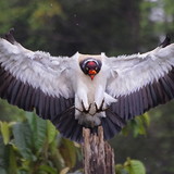 Glaydson Pedrosa Denarde