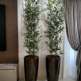 Lisiane Meireles oliveira