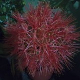 MARIA de Fátima de Jesus Garcia