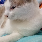 Maria Naoko Nishihira