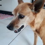 Andrea Rosane de Souza Ghizi