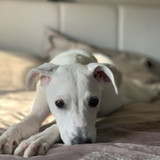 Ana Flávia Trombeta