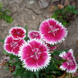 Sandra Regina  dos Santos