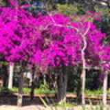 Maria Helena Pedroso