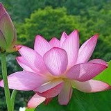 Elizete Longo da cruz 