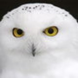 Helaine Carla Cavichioli Yaraian