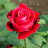 Waniere Andrade Araújo Rodrigues