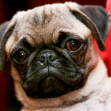 João Francisco Cocca Fukuda