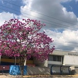 Emef Ricardo Puccetti