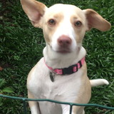 Allina Gracco Cruvinel