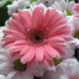 Viviane Aline Lípolis Estevam