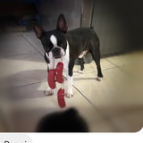 Vandeni Navarro Tebaldi