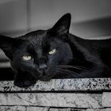 FRANCIELLE PAMELA MARTINS POLETTO