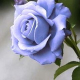 Gladis Regina de Almeida