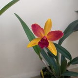 Elizabeth Arelis Alatta Cayo