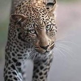 Vanilda Lopes Cardoso Rodrigues 