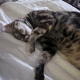 Francisco de Assis Aragão