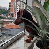 Catarina Faria Lopes