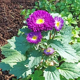 Neli Suzana Orth Vendrame