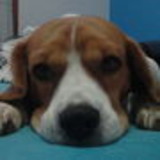 Gisele Licinio Machado