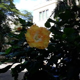 Patrícia Lopes Pereira