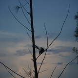 ANAMARIA ANDRADE PINTO